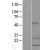 Western Blot: Hsp27 Lysate [NBL1-11757] - Western Blot experiments. 
Left-Control; Right -Over-expression Lysate for HSPB1